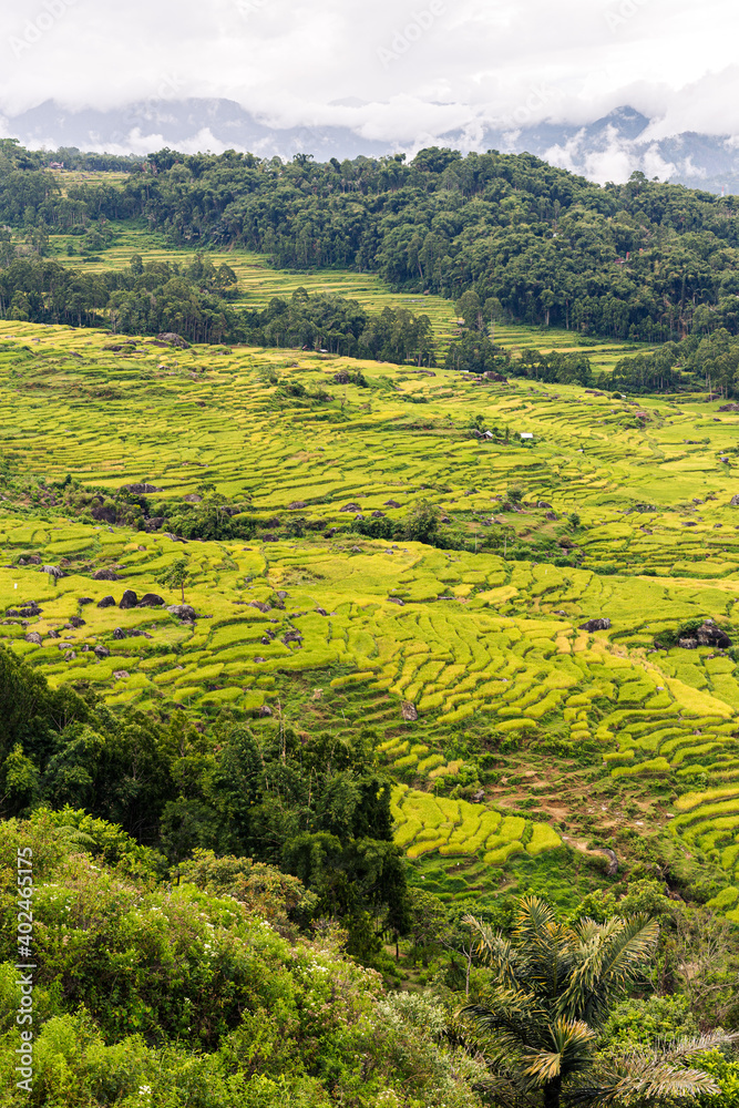 Terraced fields around Rantepao, Sulawesi, Indonesia
