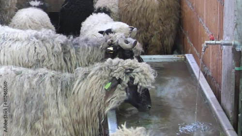 The sheep on the drink drink water