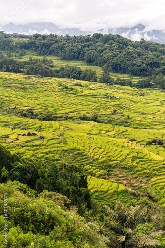Terraced fields around Rantepao  Sulawesi  Indonesia