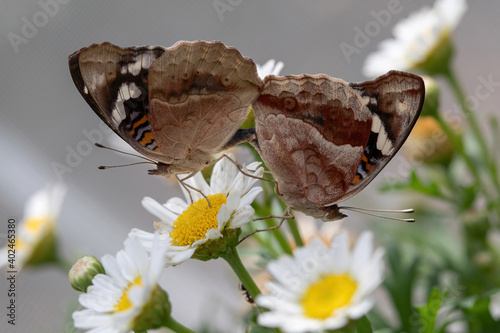 Blue pansy (Junonia orithya) mating pair of butterflies photo