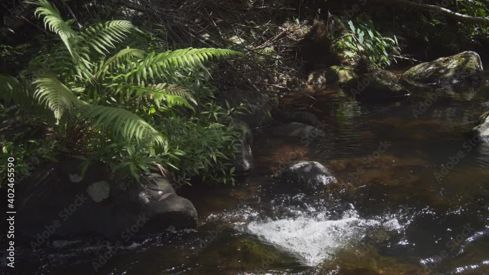 Stream in the wild forest. Fern bush Stream in the wild forest. Fern bush