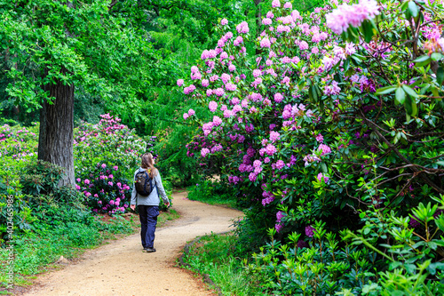 woman is walking through pretty rhododendron park, blooming time at the rhododendron park Kromlau, saxony, Germany photo