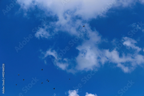 blue sky with clouds and flying birds