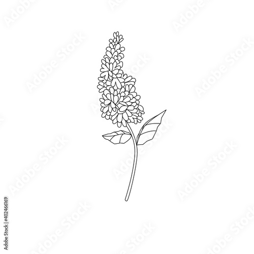 Illustration or line art of mint flower isolated in simple cute minimal style