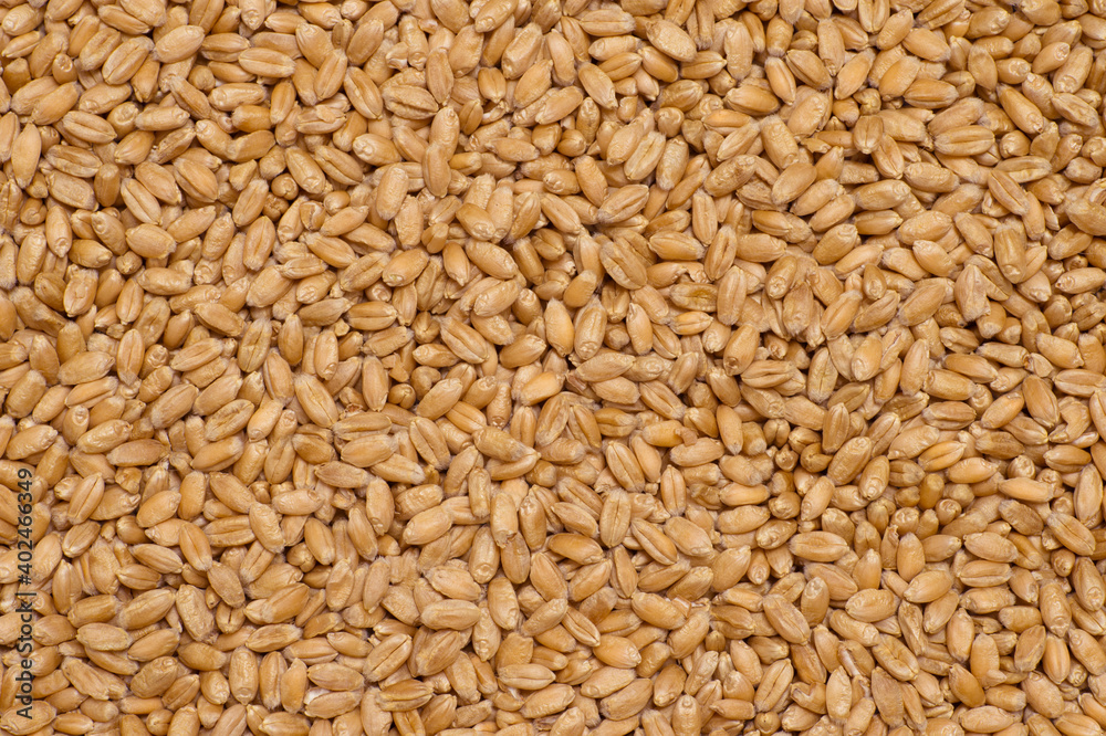 Background of red winter wheat grains. Organic texture Background of red winter wheat grains. Organic texture