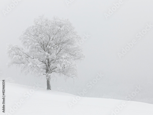 Wallpaper Mural arbre en hiver  Torontodigital.ca
