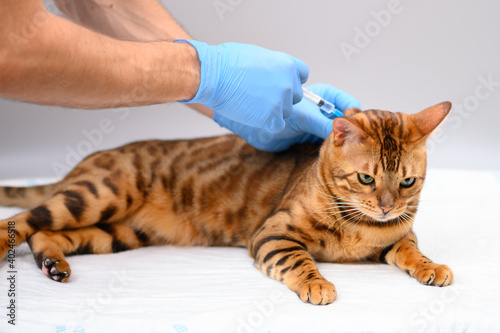 Fototapeta Naklejka Na Ścianę i Meble -  the veterinarian gives an injection or vaccination in the withers of a bengal cat.