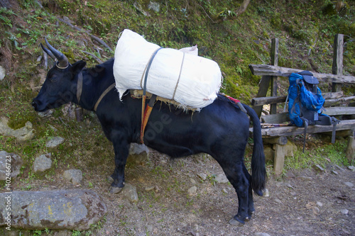 Domestik Yak (Bos Grunniens) loaded with supplies. On the Everest base camp trek in nepal. Between Phakding and Lukla. photo