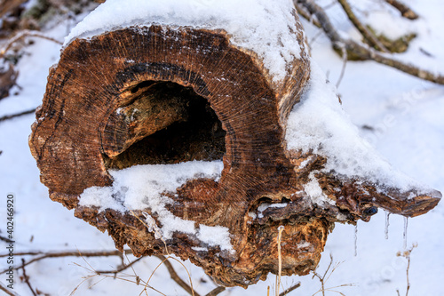 Snow covered hollow log in Shamokin Springs