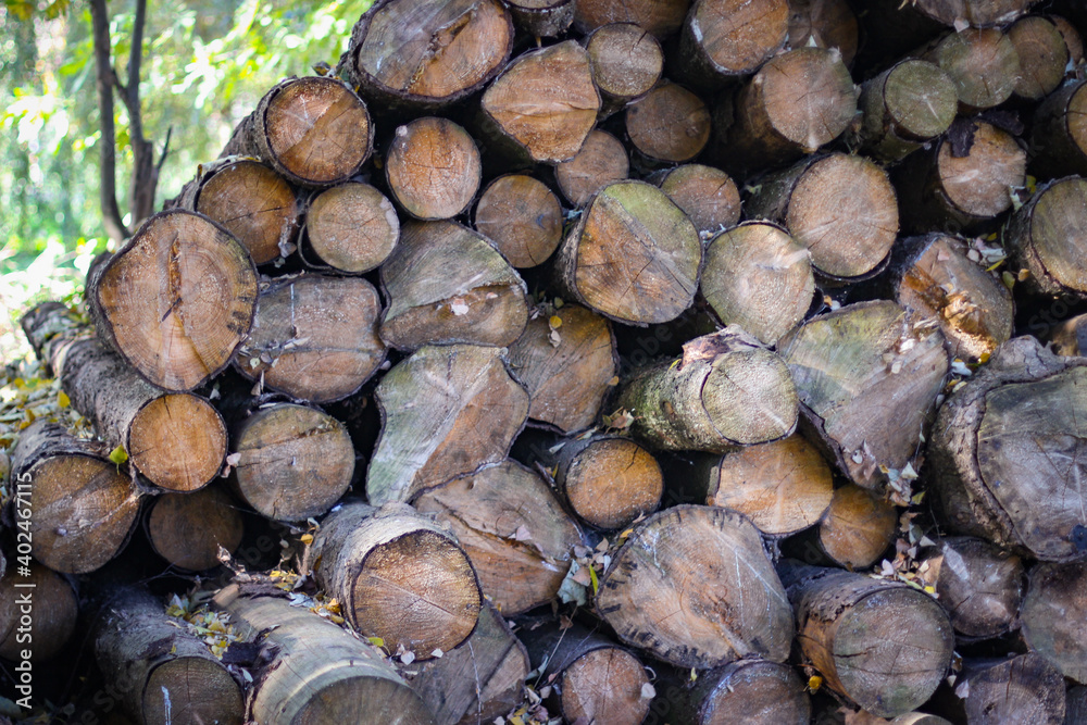 Sawn tree trunks lie on top of each other
