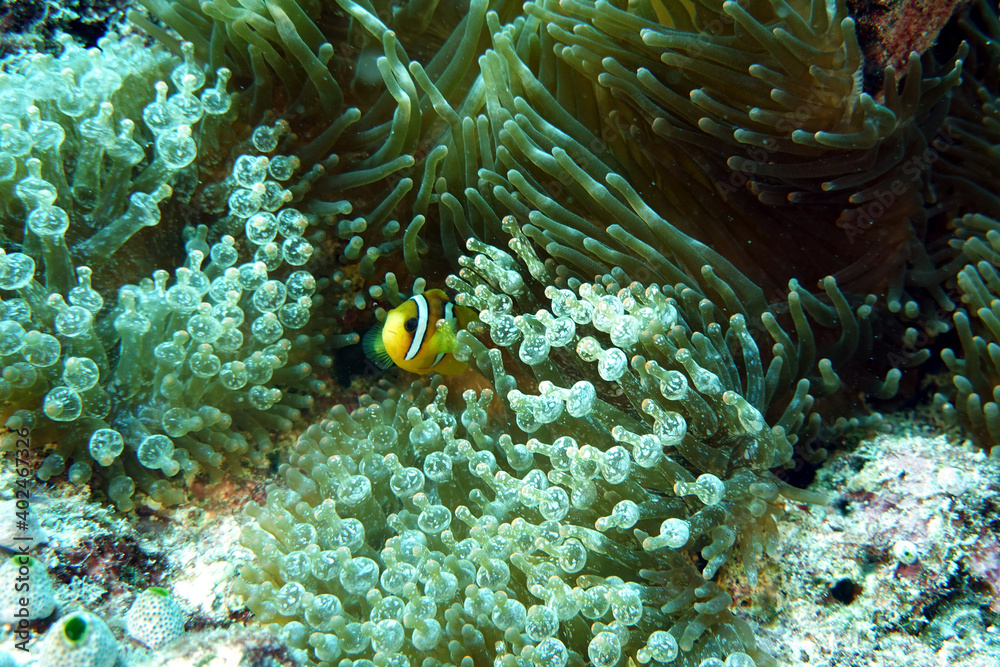 Anemone Fisch Anemone Fisch