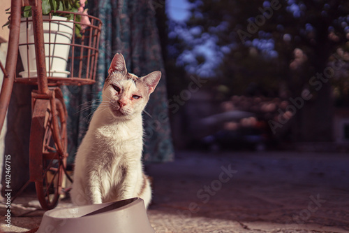 Blind straycat in Valldemossa looking into camera, Mallorca, Spain photo