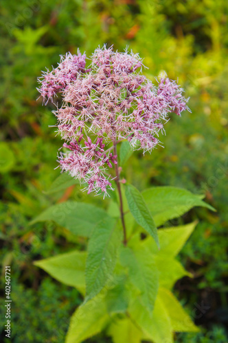 Eupatorium maculatum joe-pye weed purple plant vertcial photo