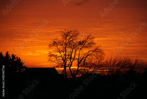 Baum im Abendrot