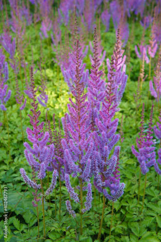Astilbe chinensis pumila or false goat's beard with purple flowers vertcial photo