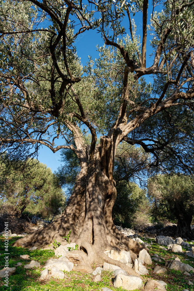 The most oldest olive trees in Croatia. Olive garden. Some of them are more then 1000 years old The most oldest olive trees in Croatia. Olive garden. Some of them are more then 1000 years old