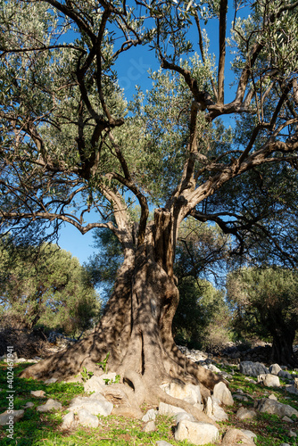 The most oldest olive trees in Croatia. Olive garden. Some of them are more then 1000 years old