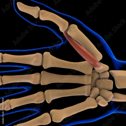 Opponens Pollicis Muscle Anatomy For Medical Concept 3D Illustration photo