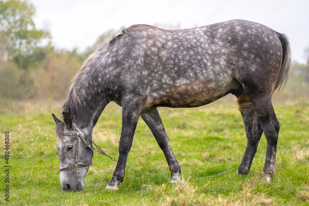 Beautiful gray horse grazing in summer field. Green pasture with feeding farm stallion. Beautiful gray horse grazing in summer field. Green pasture with feeding farm stallion.