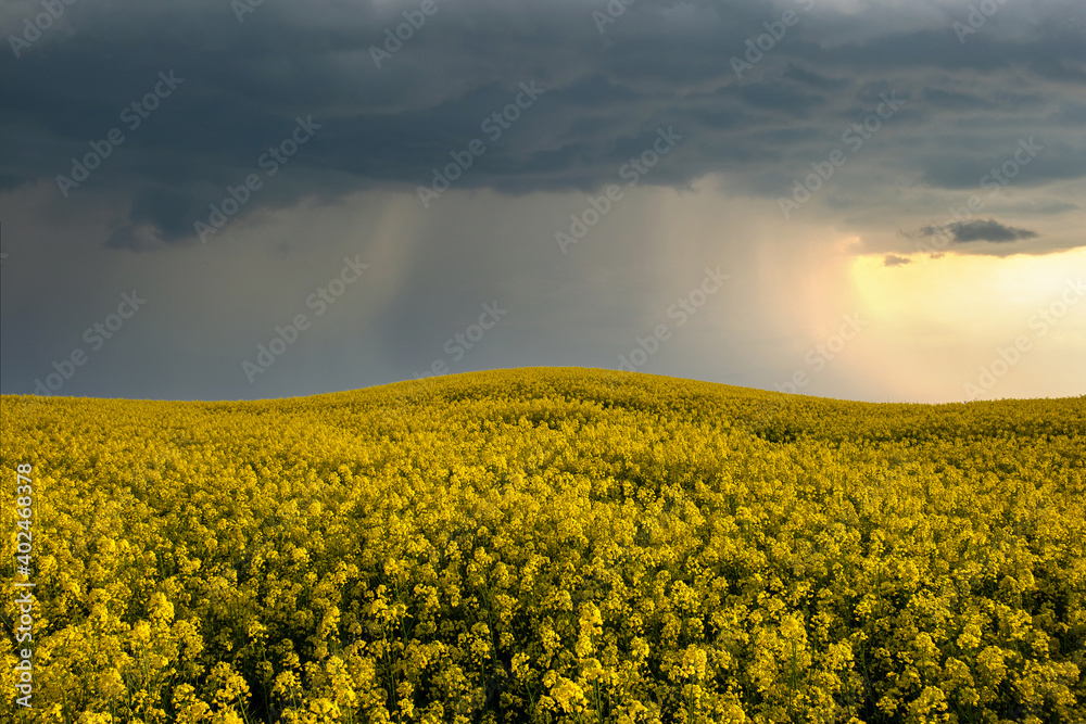 Obraz premium Landscape with blooming yellow rapeseed agricultural field and blue clear sky in spring.