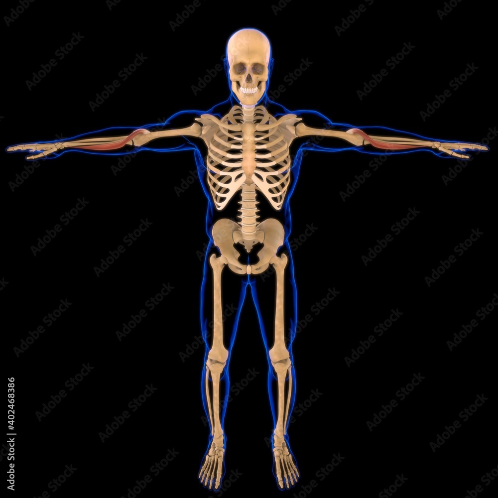 Brachioradialis Muscle Anatomy For Medical Concept 3D Illustration Brachioradialis Muscle Anatomy For Medical Concept 3D Illustration