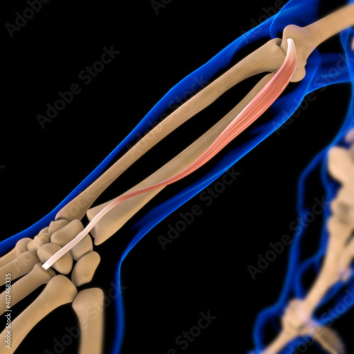 Extensor Carpi Radialis Brevis Muscle Anatomy For Medical Concept 3D Illustration photo