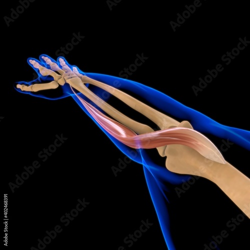 Brachioradialis Muscle Anatomy For Medical Concept 3D Illustration photo