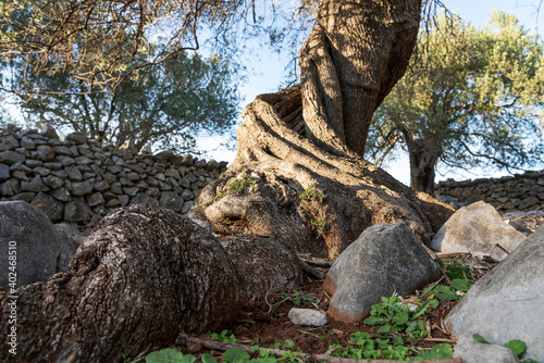 The most oldest olive trees in Croatia. Olive garden. Some of them are more then 1000 years old © Ondrej