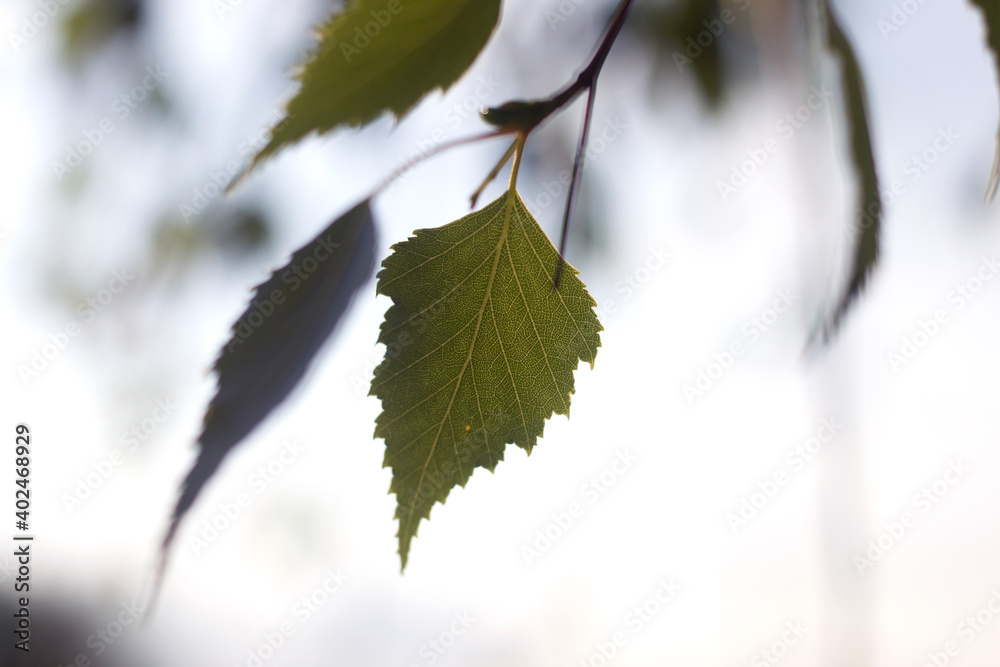 Close-up of birch green leaves growing outdoors on sunny spring or summer day on bright blurred light blue background. Close-up of birch green leaves growing outdoors on sunny spring or summer day on bright blurred light blue background.