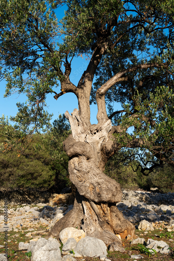 The most oldest olive trees in Croatia. Olive garden. Some of them are more then 1000 years old The most oldest olive trees in Croatia. Olive garden. Some of them are more then 1000 years old