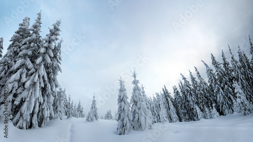 Moody winter landscape of spruce forest cowered with deep white snow in cold frozen mountains. © bilanol