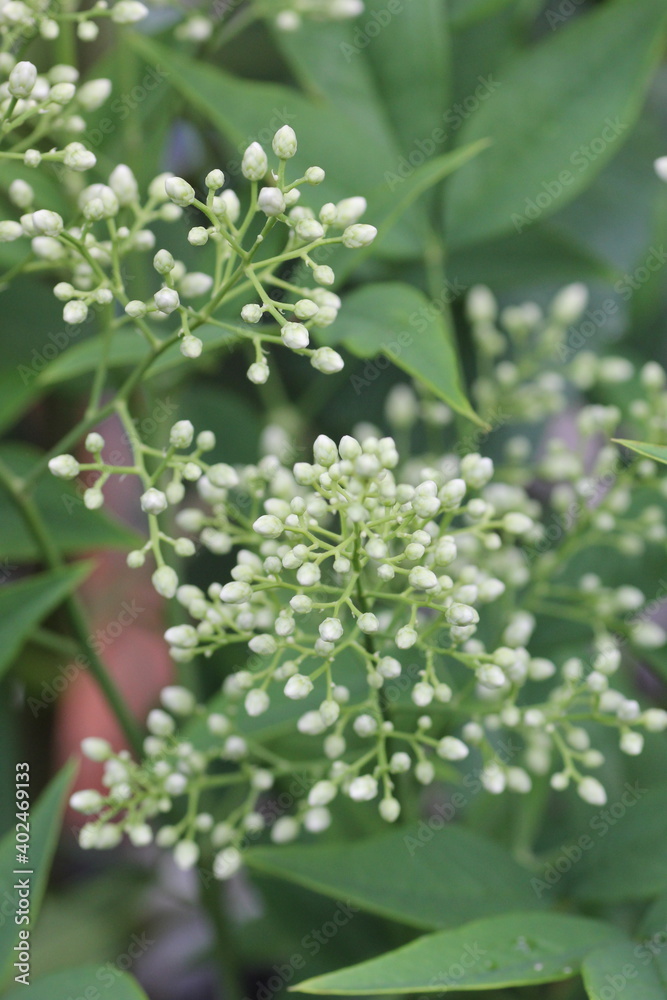 南天の花 南天の花