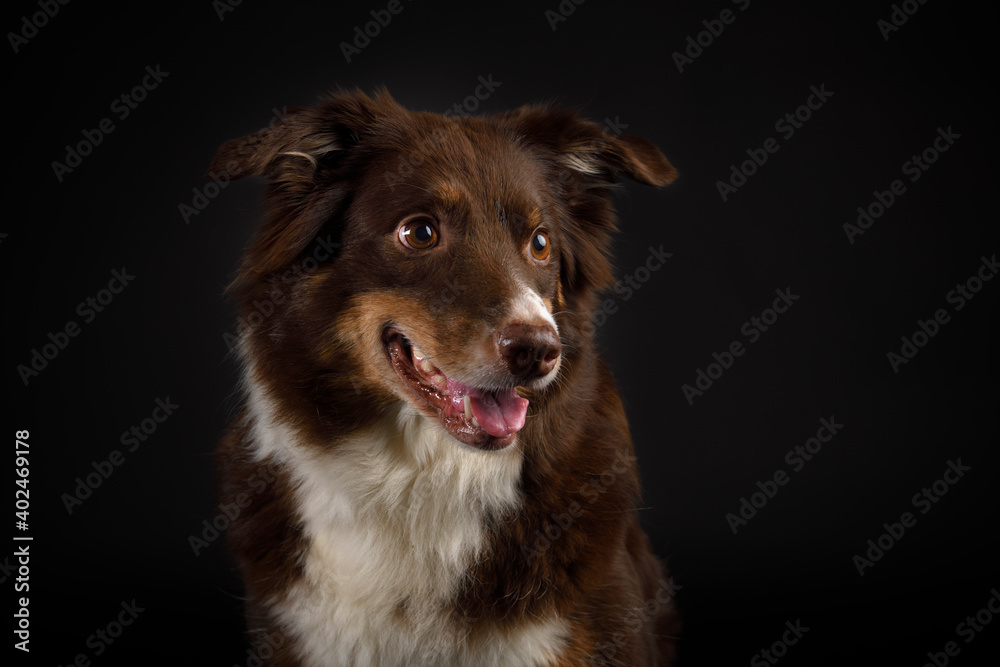Fototapeta premium Australian shepherd portrait with open mouth