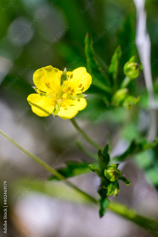 Closeup of Tormentil flower (Potentilla erecta) Closeup of Tormentil flower (Potentilla erecta)
