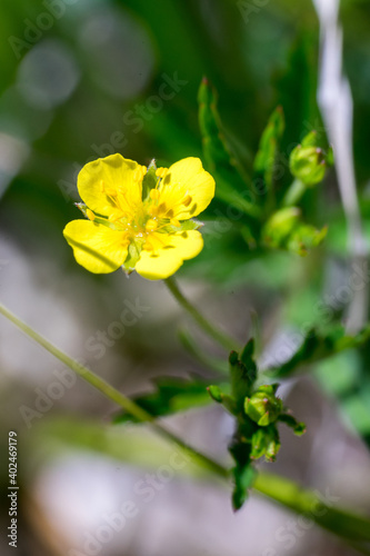 Closeup of Tormentil flower (Potentilla erecta)