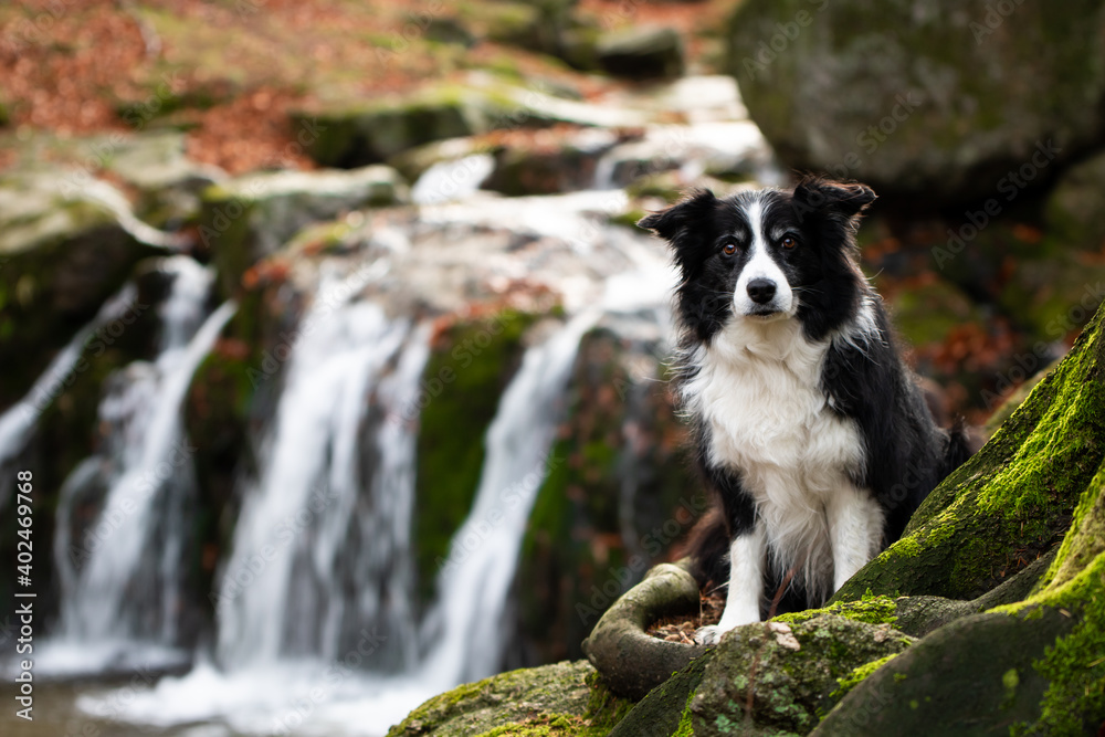 black and white border collie with waterfall in background