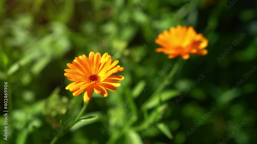 Bright Blooms of a Wild Marigold Swaying in a Breeze Bright Blooms of a Wild Marigold Swaying in a Breeze