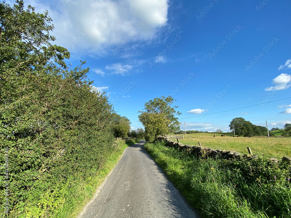 View along, Flat Lane, with fields, wild plants, and trees, on a sunny day in, Long Preston, Skipton, UK