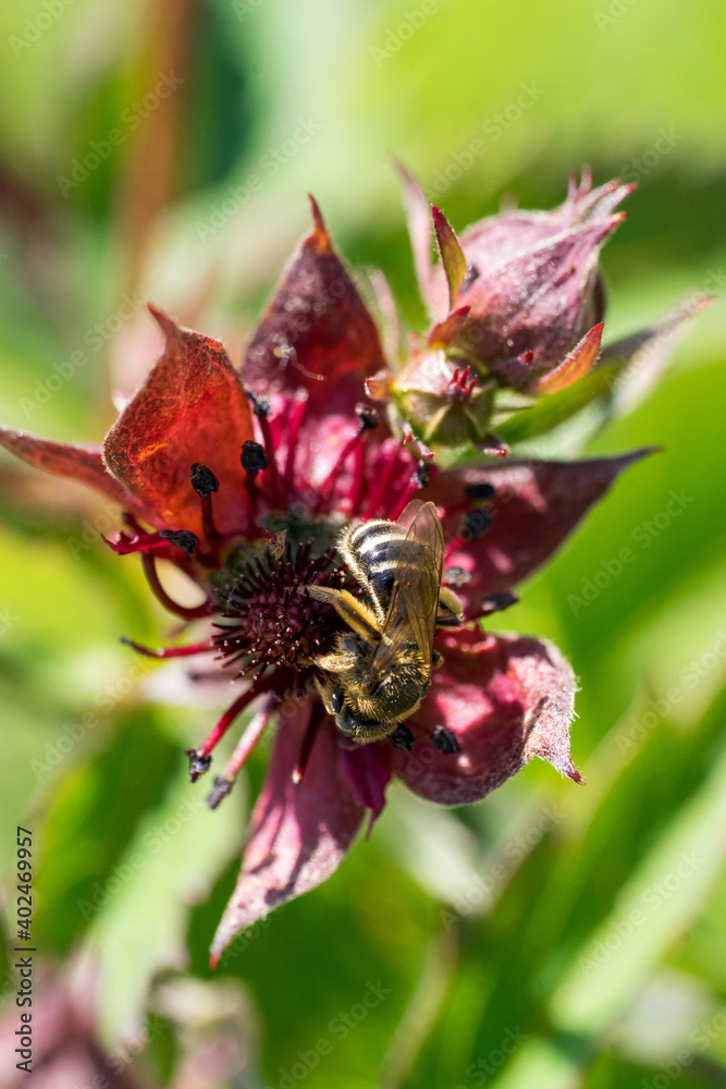 Closeup of wild bee (prob. Sweat bee, Lasioglossum) on Purple Marshlocks flowers (Comarum palustre) Closeup of wild bee (prob. Sweat bee, Lasioglossum) on Purple Marshlocks flowers (Comarum palustre)