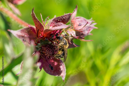 Closeup of wild bee (prob. Sweat bee, Lasioglossum) on Purple Marshlocks flowers (Comarum palustre)