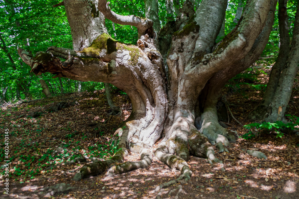 Old wild strange tree trunk in forest