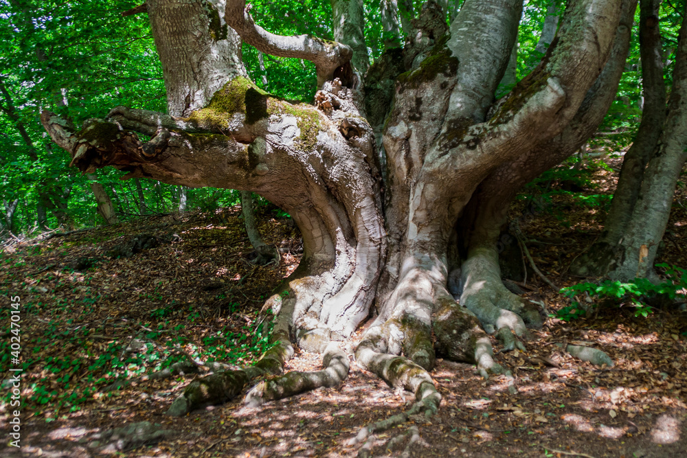 Old wild strange tree trunk in forest Old wild strange tree trunk in forest