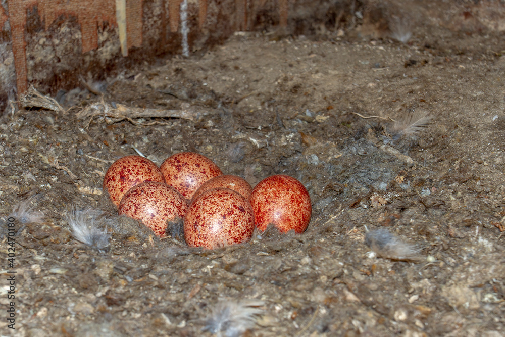 Turmfalke (Falco tinnunculus) Gelege in Nistkasten