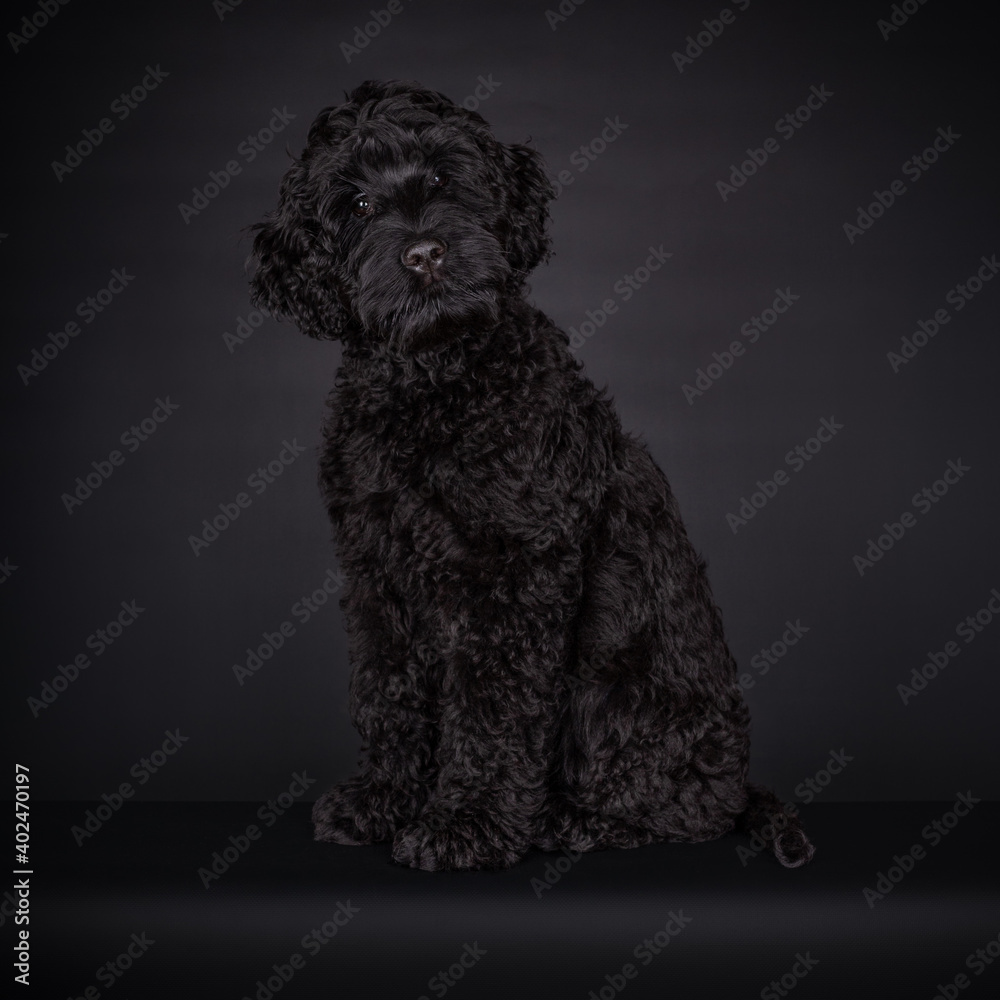 Sweet curious puppy black Labradoodle or cobberdog, sitting looking towards the camera with big brown eyes. Isolated on a black background. Sweet curious puppy black Labradoodle or cobberdog, sitting looking towards the camera with big brown eyes. Isolated on a black background.