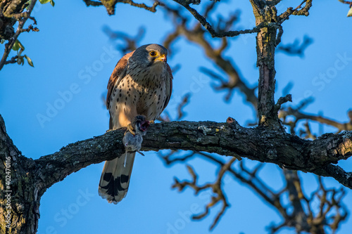 Turmfalke (Falco tinnunculus) Männchen mit Maus