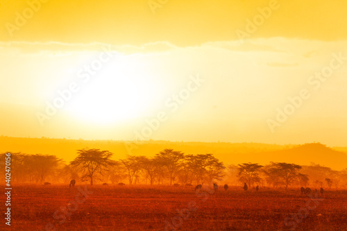 Summer yellow color evening landscape with many animals in Kenyan savanna