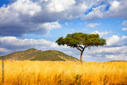 Panorama of a lonely tree in Savanna in Kenya over cloud background