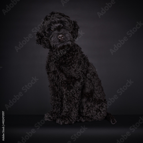 Sweet curious puppy black Labradoodle or cobberdog, sitting looking towards the camera with big brown eyes. Isolated on a black background.