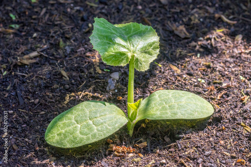 Young zucchini plant (Cucurbita pepo) growing in a bed