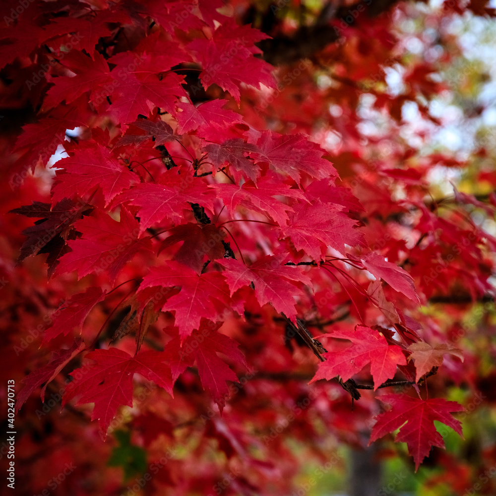 Beautiful fall leaves Beautiful fall leaves